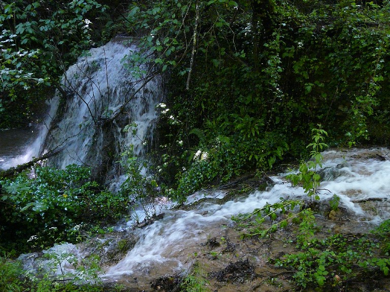 Salamandrine di Maremma